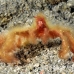 crab_orangutan_sb_gld_h_0116_kom1733.jpg